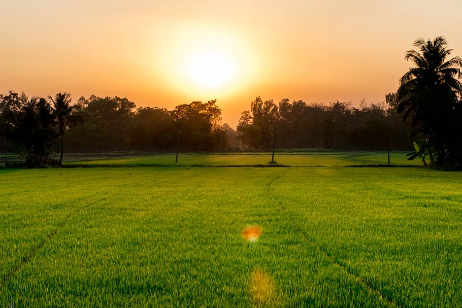 cornfield, evening, the evening light, plant, sunset, grass HD wallpaper