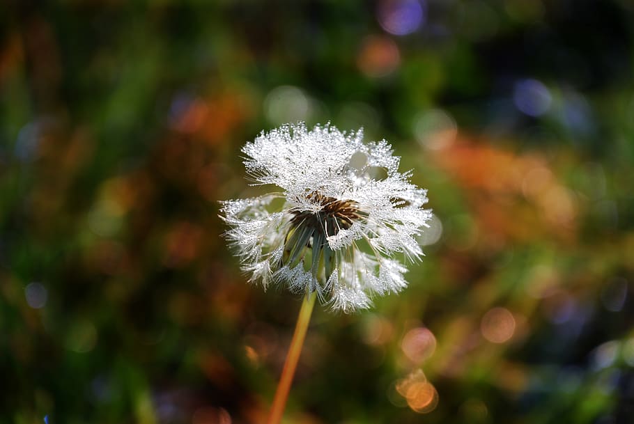 dandelion, nature, flower, plant, close up, spring, pointed flower HD wallpaper