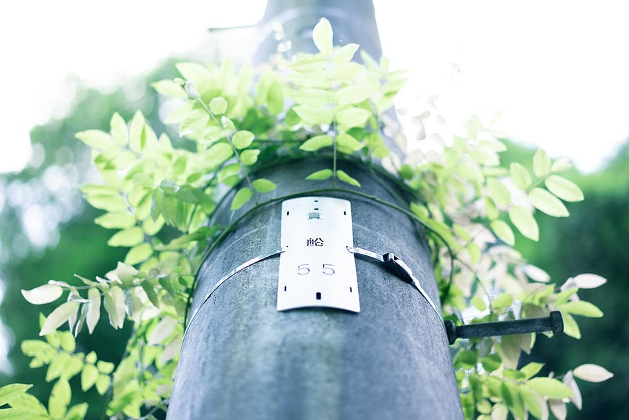 tree, japan, green, plant, leaf, nature, plant part, growth HD wallpaper