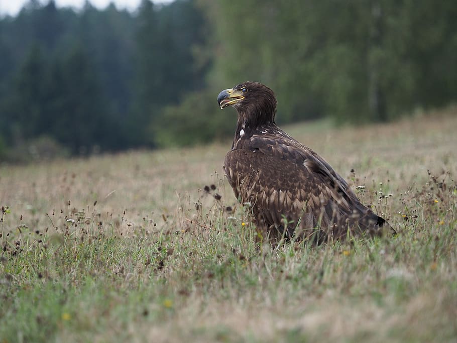 bird, animal, eagle, sea ​​eagle, wings, beak, feather HD wallpaper