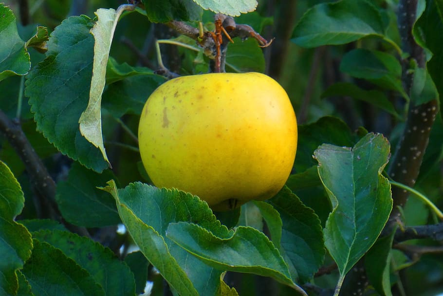 apple, tree, fruit, autumn, yellow, vitamins, healthy, nature HD wallpaper