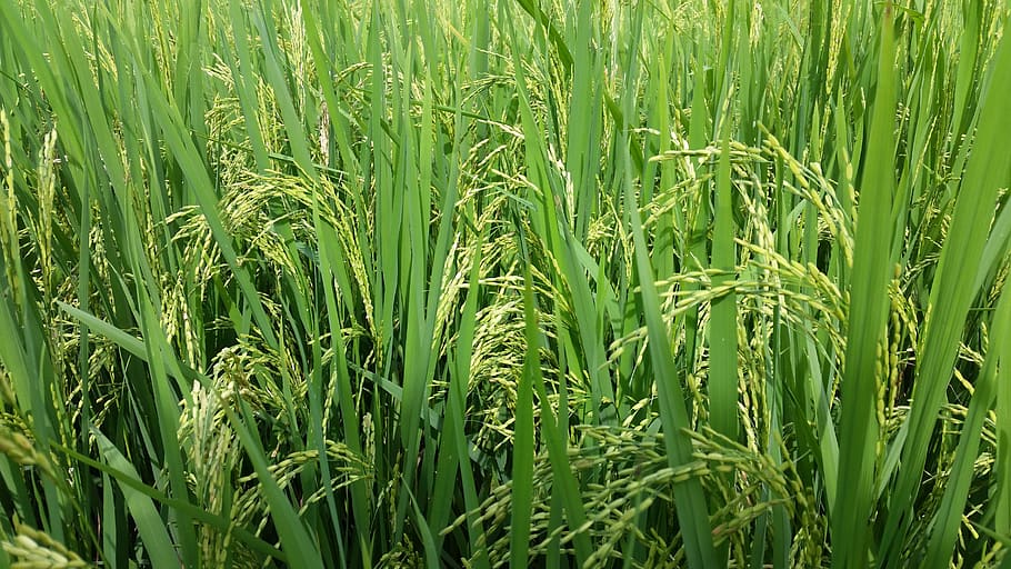 paddy, field, green, rice, landscape, nature, asia, agriculture, HD wallpaper