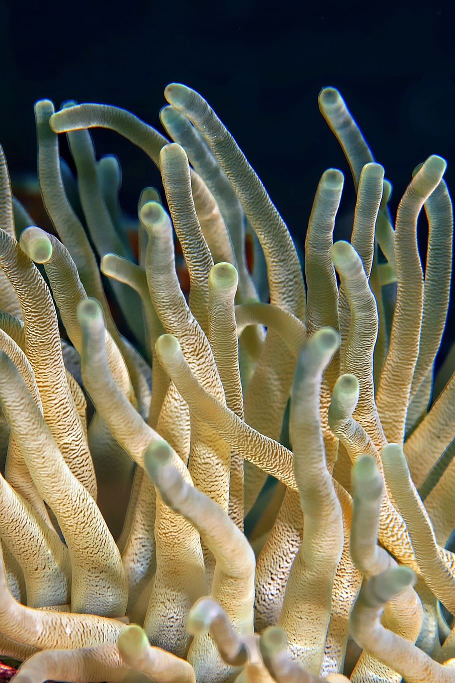 Micro Photography of Cell, close-up, corals, deep, sea, sea anemone HD wallpaper