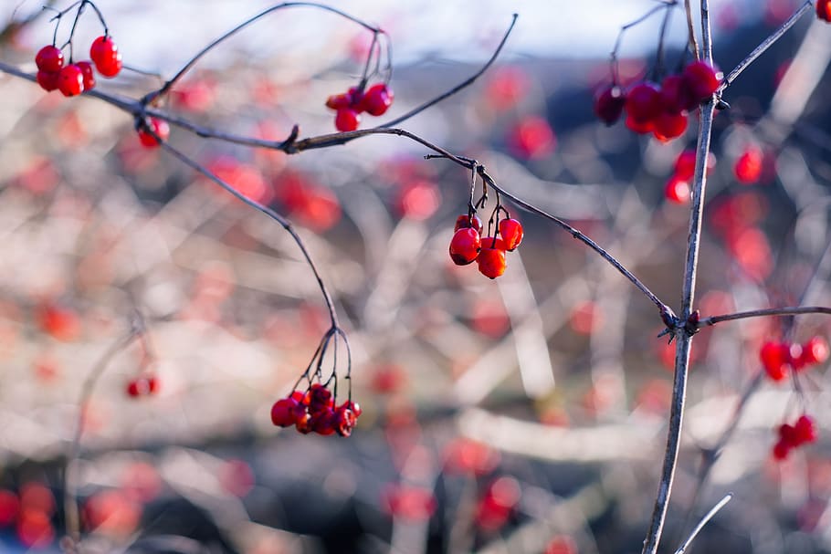 berries, fruit, nature, red, berry, bush, branch, spring, bokeh HD wallpaper