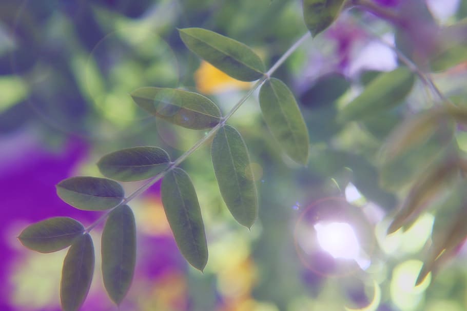 background, blur, bokeh, closeup, defocus, flora, floral, leaf, HD wallpaper
