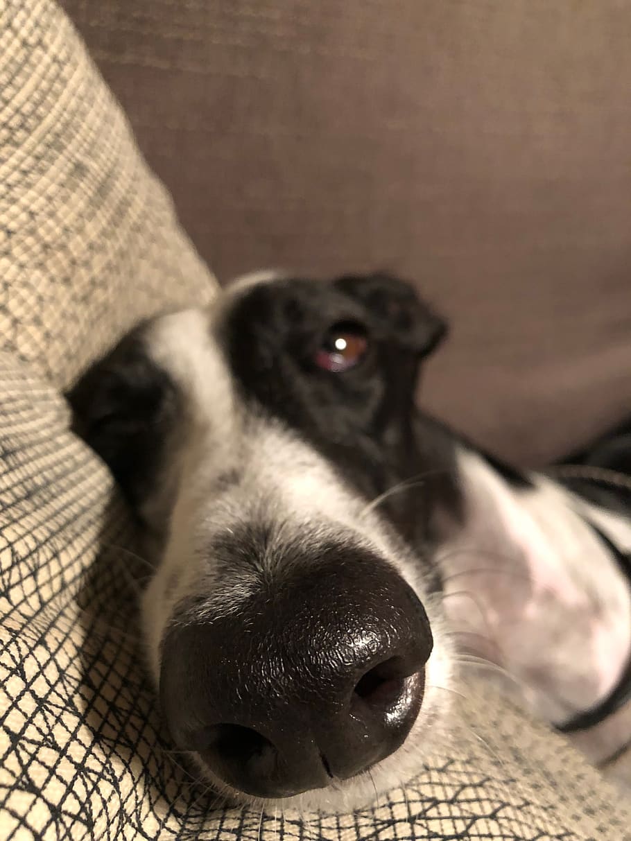 greyhound, rest, sleep, relaxation, animal, portrait, animals HD wallpaper