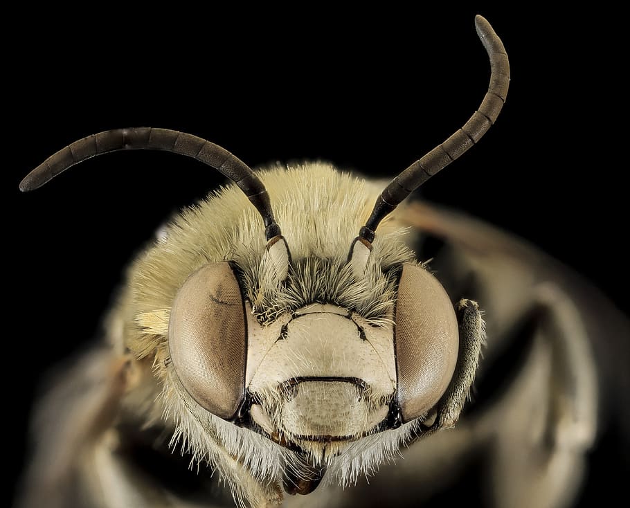 Yellow Bee, bug, close up, insect, macro, pollen, wildlife, wings HD wallpaper