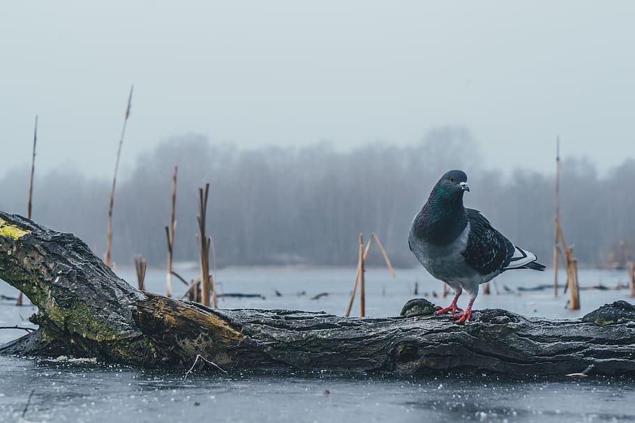 black rock dove perch on tree, bird, animals in the wild, animal themes HD wallpaper