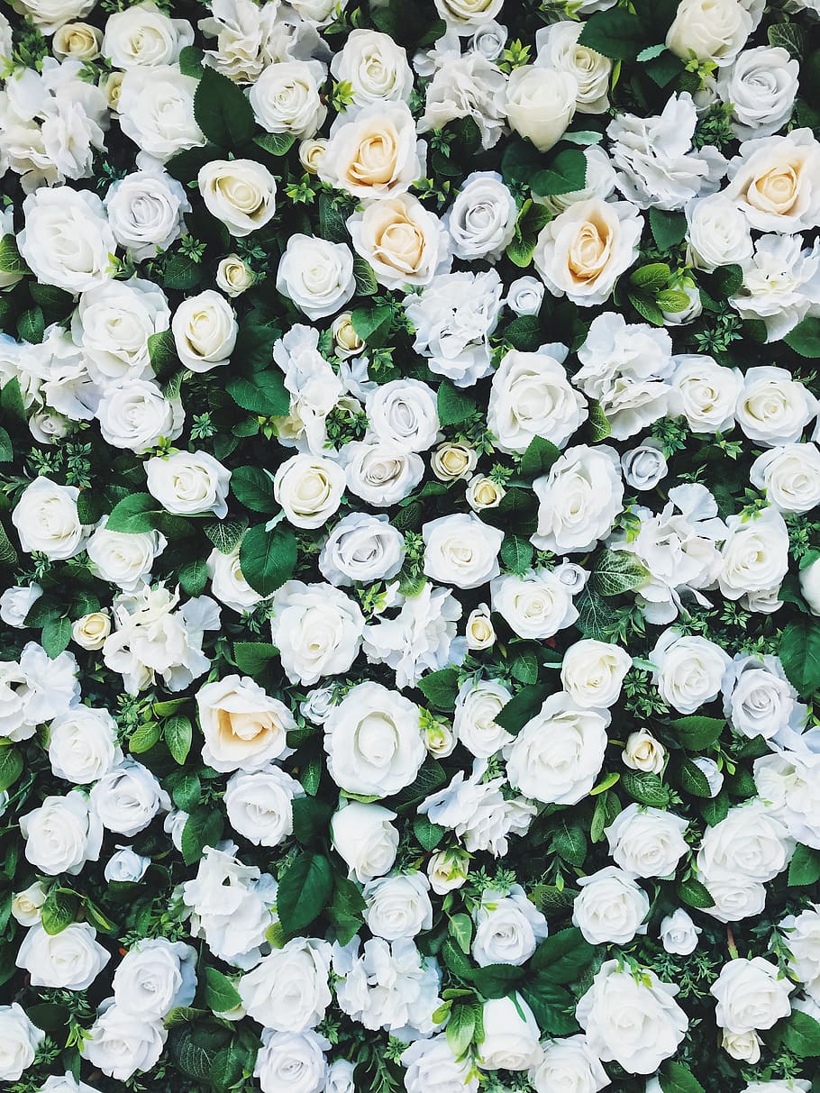 white rose field, freshness, full frame, backgrounds, flower HD wallpaper