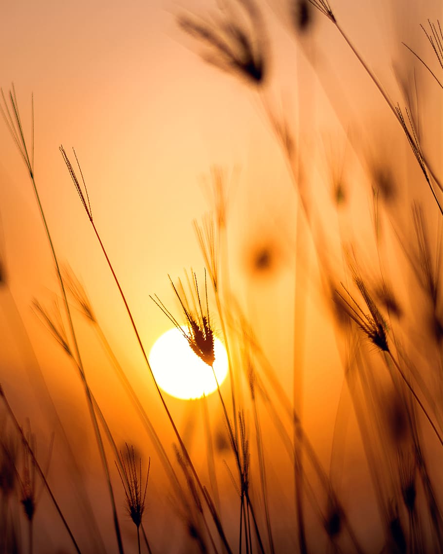 Sunset , dawn, field, grass, sunrise, plant, beauty in nature HD wallpaper