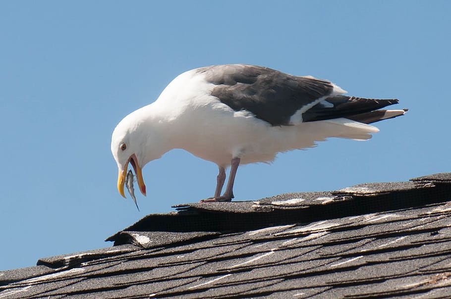 united states, pacific grove, seagull, fish, roof, food, animal, HD wallpaper