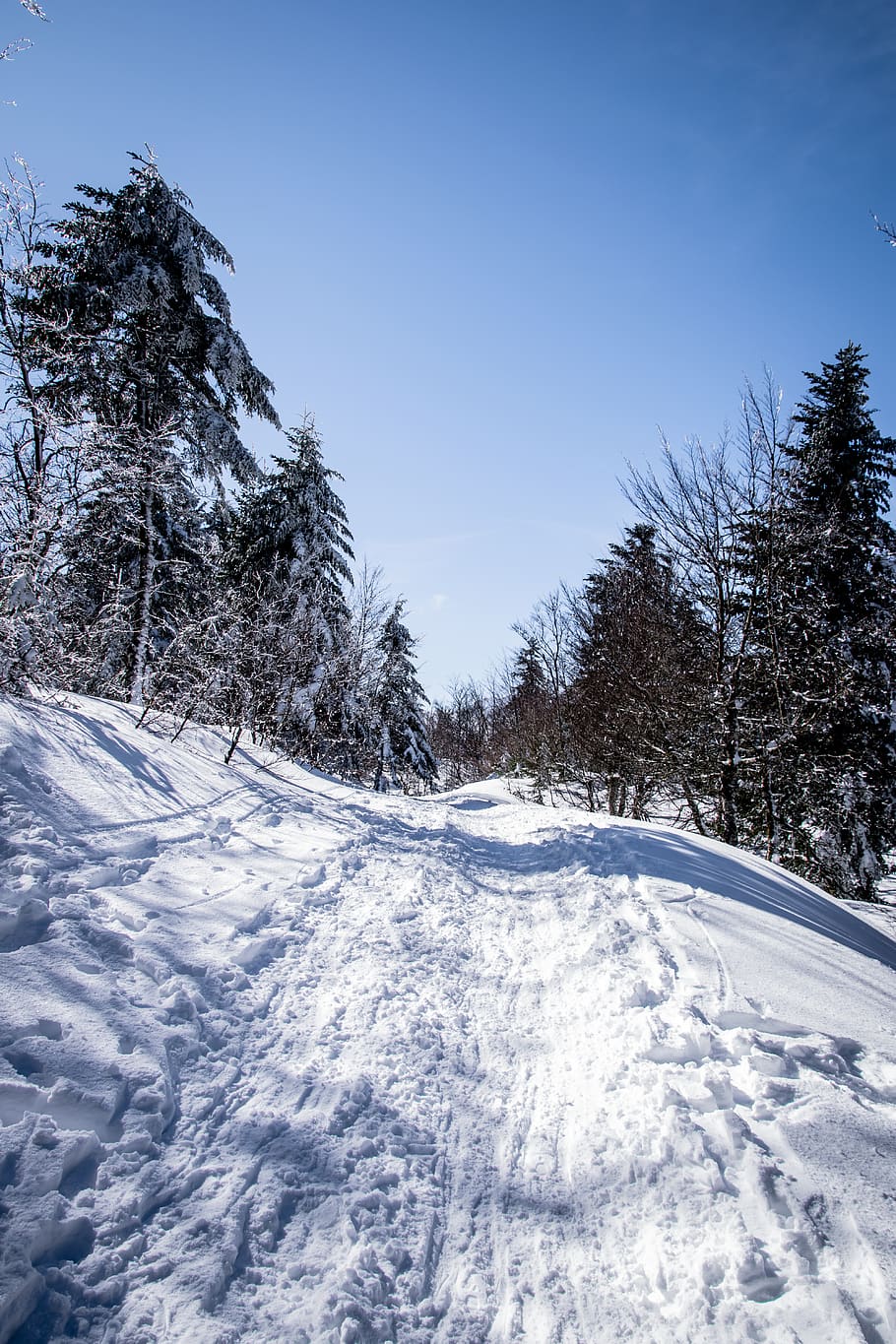 trees, forest, winter, mountain, snow, woods, cold temperature HD wallpaper