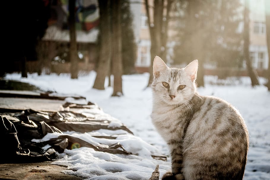 ears, eye, build, tree, photo shoot, photography, beautiful cat HD wallpaper