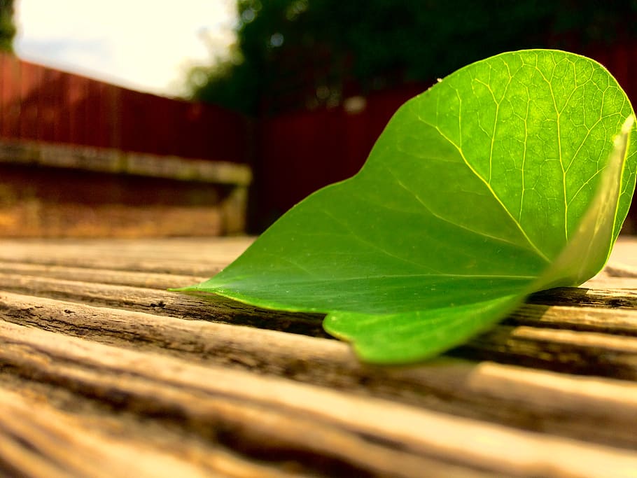 decking, leaf, leaf on decking, plant part, selective focus HD wallpaper