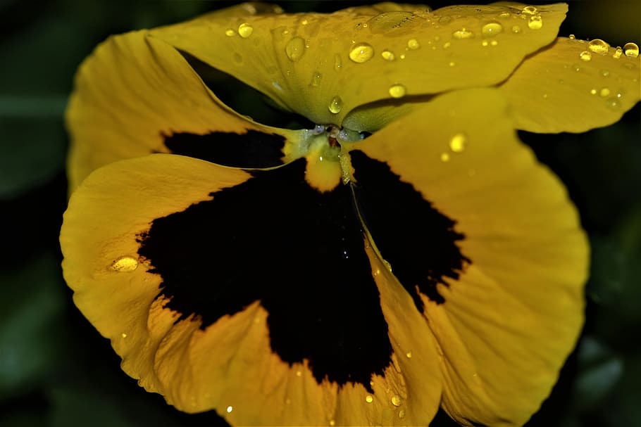 flower, spring, bloom, yellow, plant, flowering plant, petal HD wallpaper