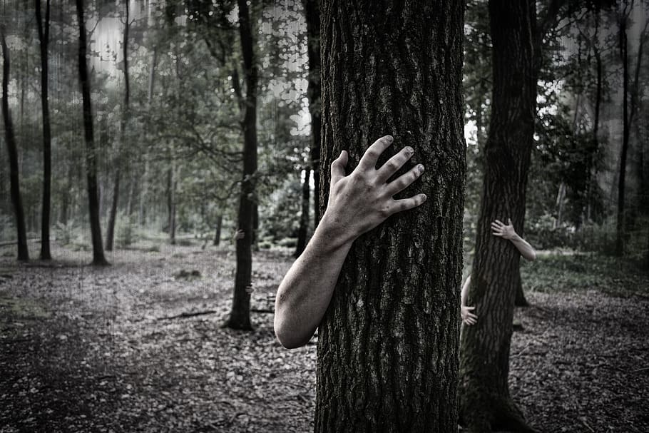 person hugging tree, forest, trunk, tree trunk, plant, land, one person HD wallpaper