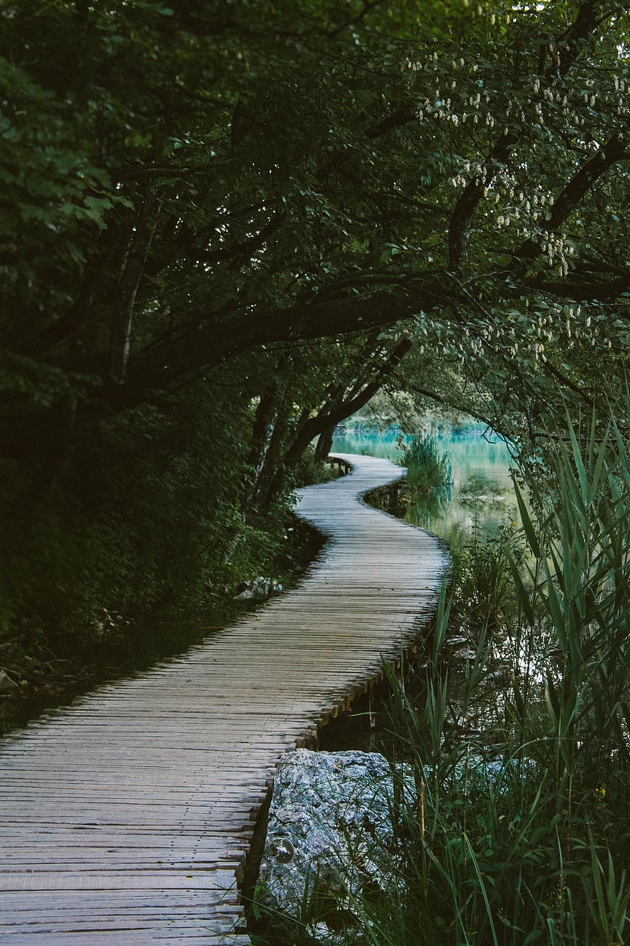 Brown Wooden Bridge Under the Tree Near Body of Water, boardwalk HD wallpaper