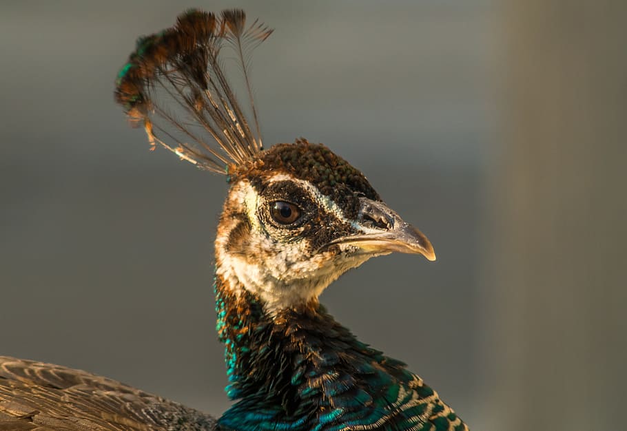 HD wallpaper: peacock, head of a peacock, tufts, beak, profile, bird, dignified - Wallpaper Flare