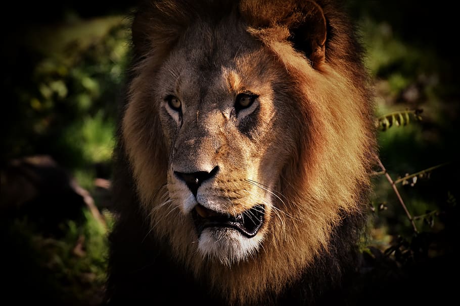 lion, predator, dangerous, mane, big cat, male, zoo, wild animal HD wallpaper