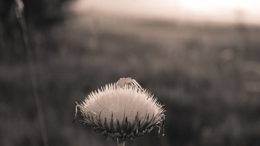 sepia, spider, flower, macro, detail, nature, close-up, insect HD wallpaper