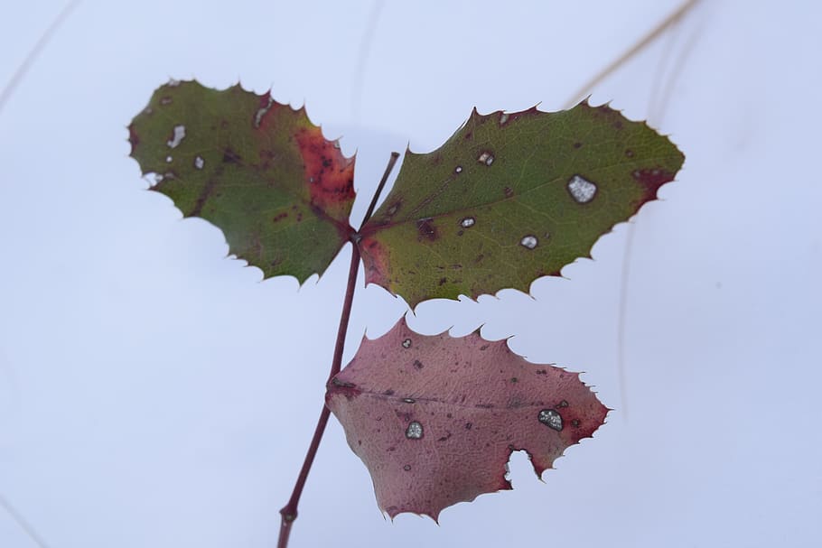 exappiah, leaf, plant part, autumn, nature, no people, close-up HD wallpaper