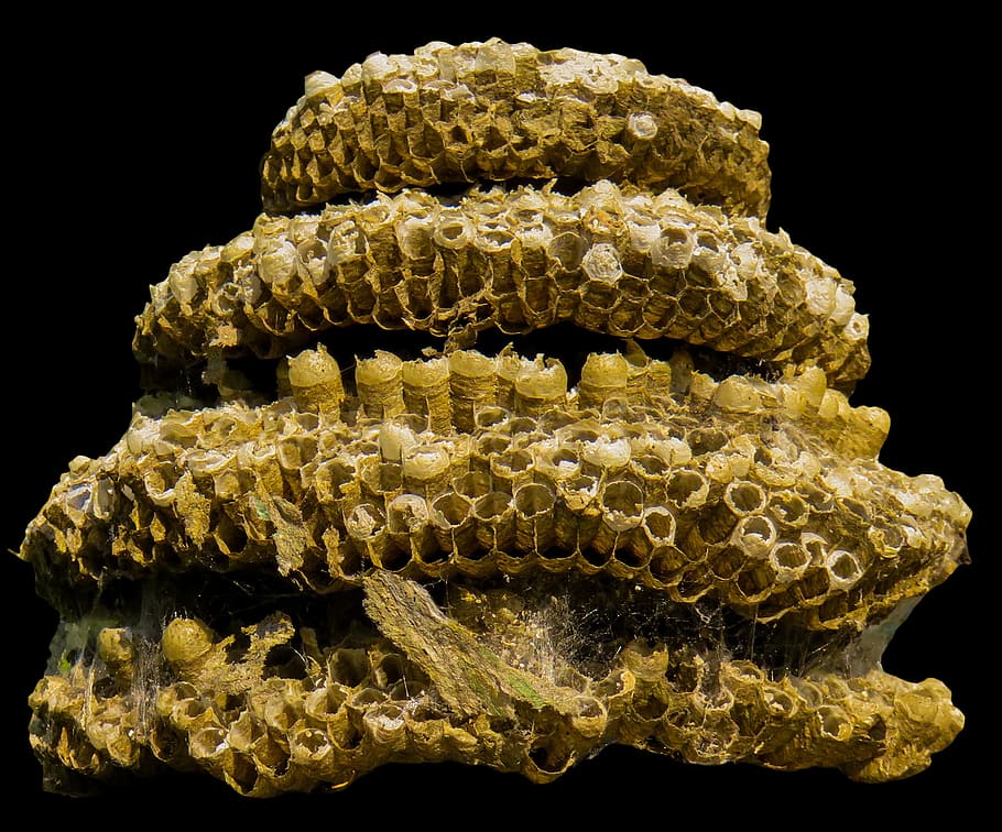 hive, building, comb, nature, black background, studio shot HD wallpaper