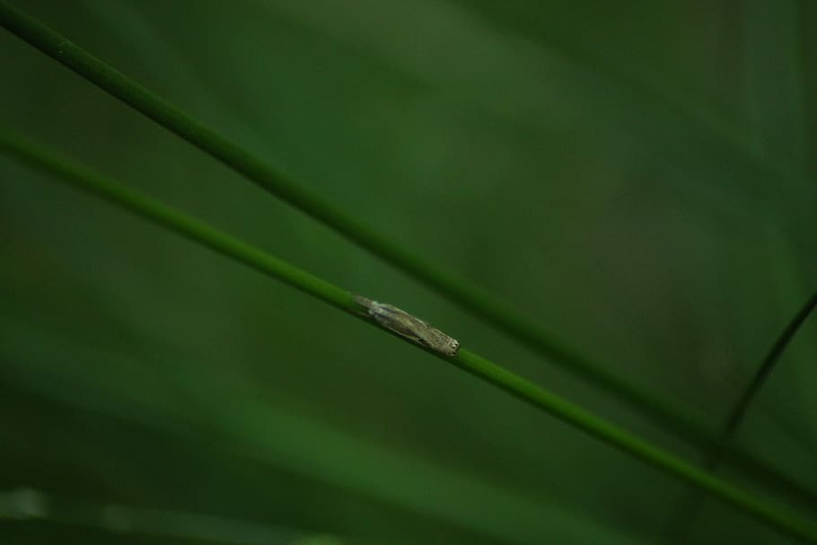 bug, grass, forest, moth, darkness, green color, growth, plant HD wallpaper