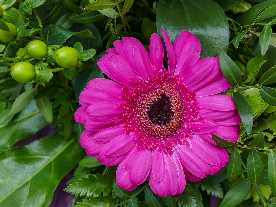 gerbera, pink, blossom, bloom, green berry, leaf, flora, nature HD wallpaper