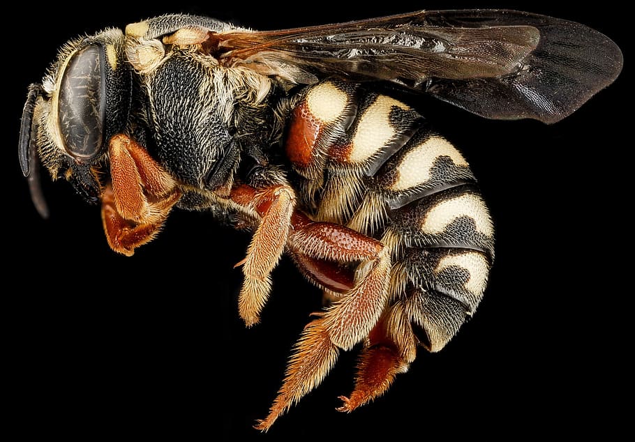 close, closeup, bee, animal, wild, nature, insect, fly, animal themes HD wallpaper