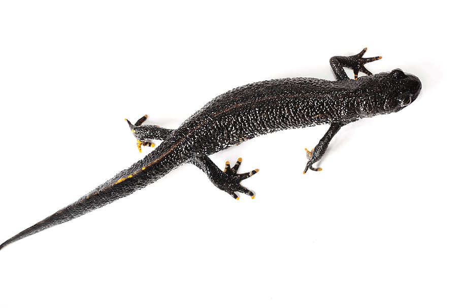 lizard, animal, brown, climbing, close-up, cold, crawl, cute HD wallpaper