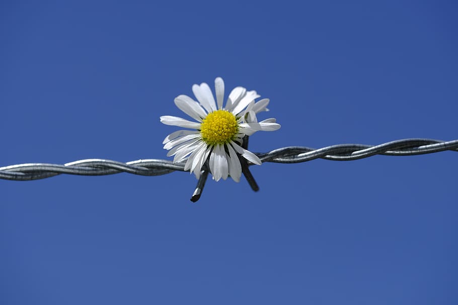 daisy, flower, blossom, bloom, barbed wire, fence, demarcation, HD wallpaper