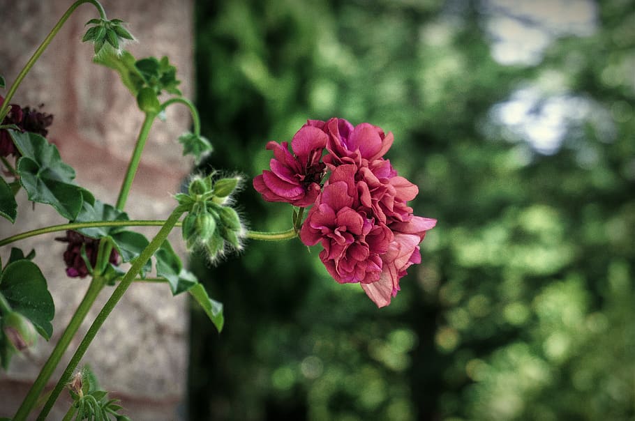 nature, flowers, garden, spring, petals, flora, flowering, flourishing HD wallpaper