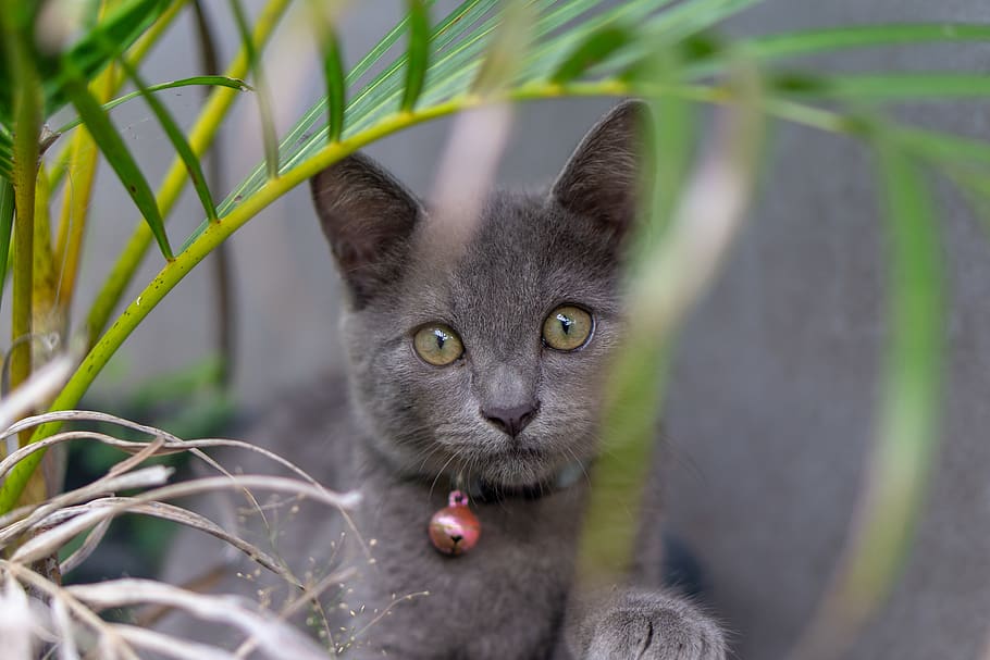short coated gray cat, animal themes, mammal, one animal, feline HD wallpaper