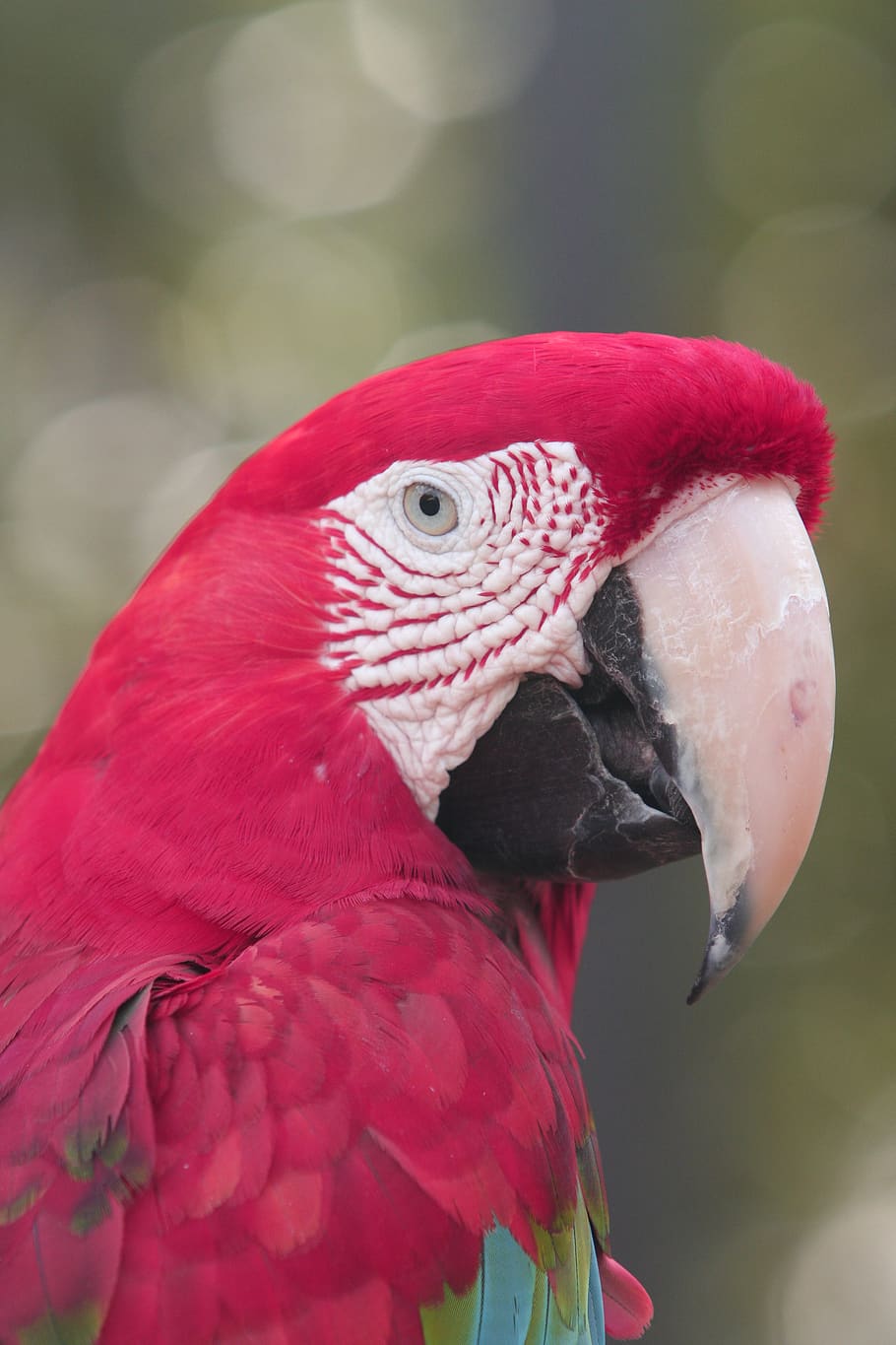 parrot, bird, wings, macoy, animal themes, one animal, vertebrate HD wallpaper