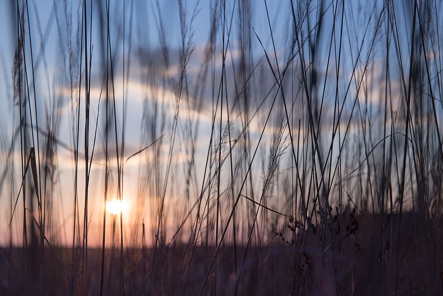 nature, grass, stems, stalks, sway, outdoors, light, shadow HD wallpaper