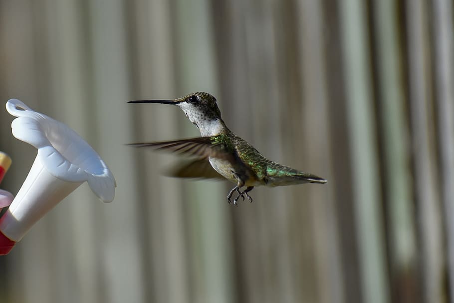 bird, nature, hummingbird, green, wildlife, wing, small, exotic HD wallpaper