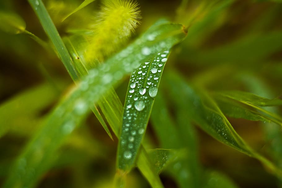 Shallow Focus Photography of Green Plants, after the rain, background HD wallpaper