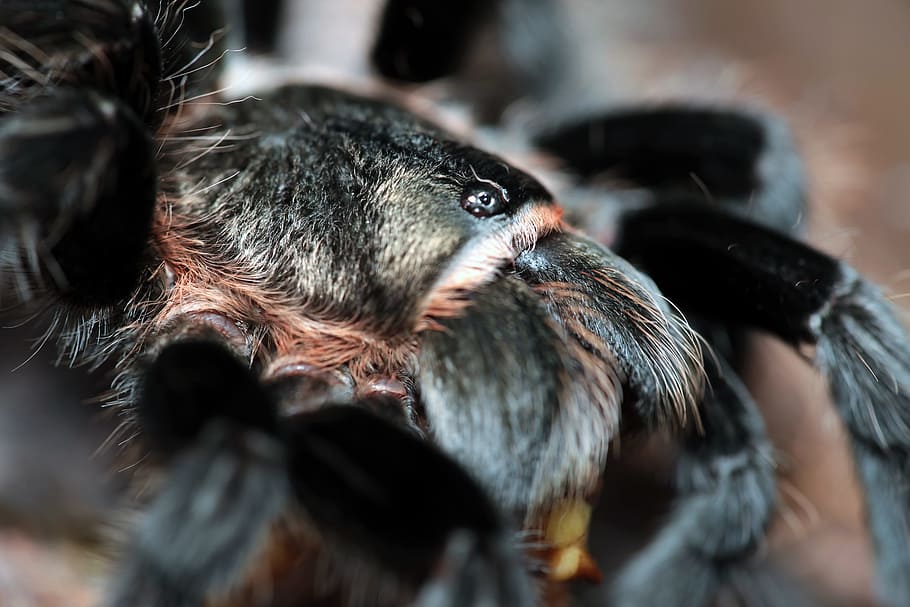 spider, insect, closeup, macro, animal themes, animal body part HD wallpaper