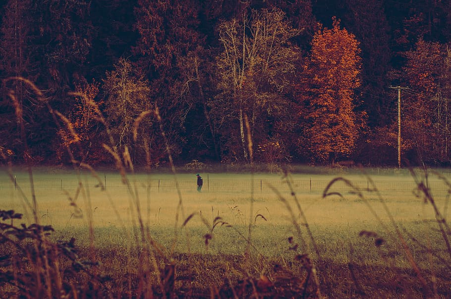 walk, morning, forest, grass, trees, fog, old, man, plant, growth HD wallpaper