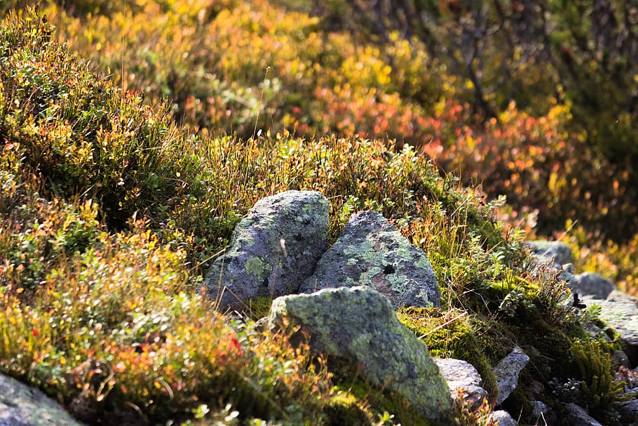 rock, rocks, grass, fall, autumn, plant, nature, growth, no people HD wallpaper