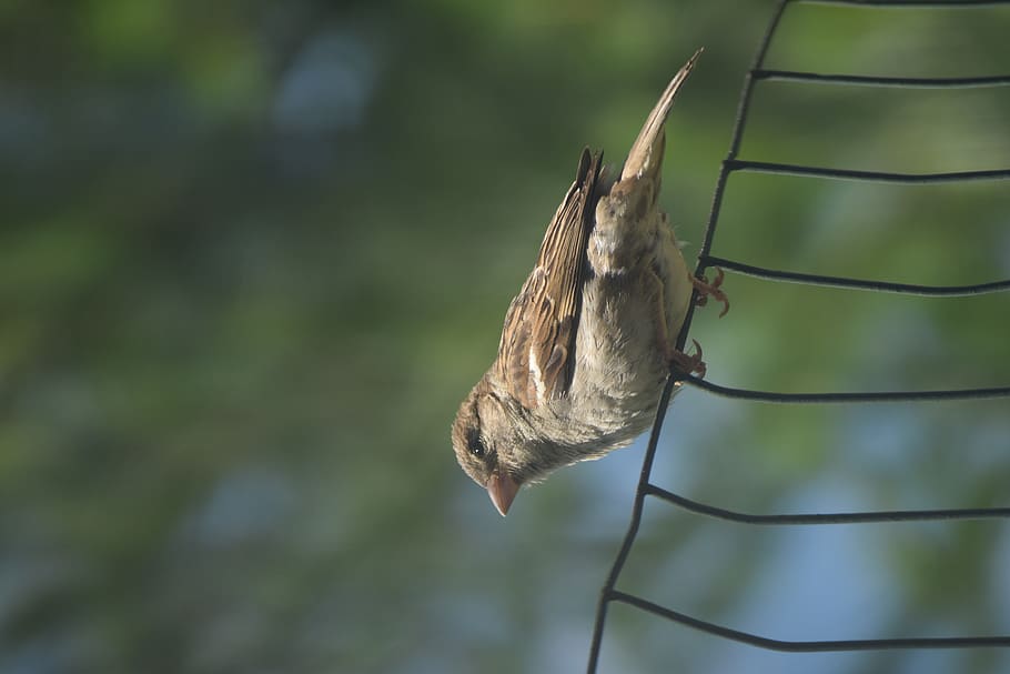 bird, wire, nature, animal, wallpaper, focus on foreground HD wallpaper