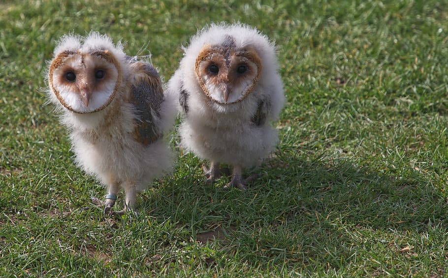 two white-and-brown owls, grass, group of animals, two animals HD wallpaper