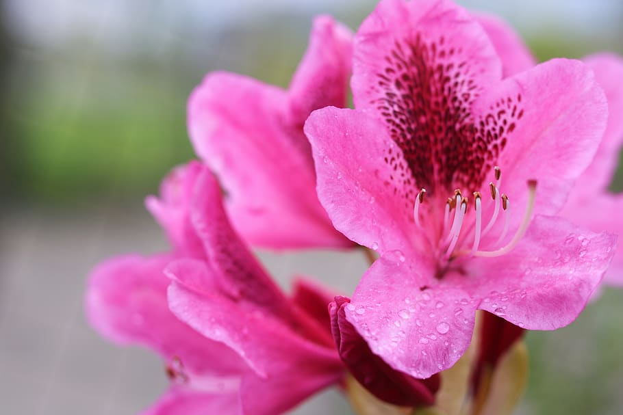 nature, pink, flower, flowering plant, freshness, pink color HD wallpaper