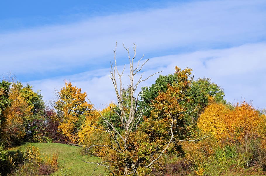 autumn, trees, nature, landscape, forest, leaves, fall leaves HD wallpaper