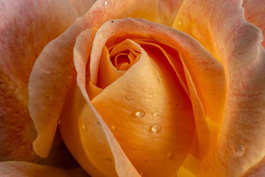macro, rose, nature, flower, blossom, bloom, plant, romantic HD wallpaper