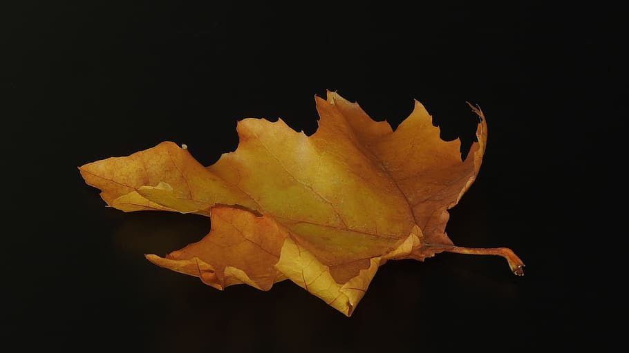 leaf, autumn, brown, yellow, bright, close up, black background HD wallpaper
