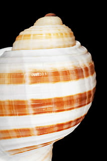 seashell, black, bone, close-up, closeup, coast, coastline HD wallpaper
