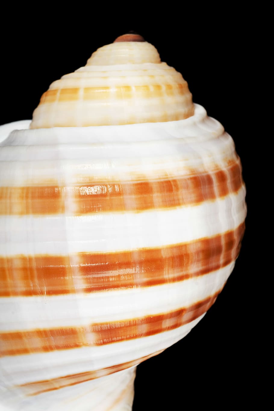 seashell, black, bone, close-up, closeup, coast, coastline HD wallpaper