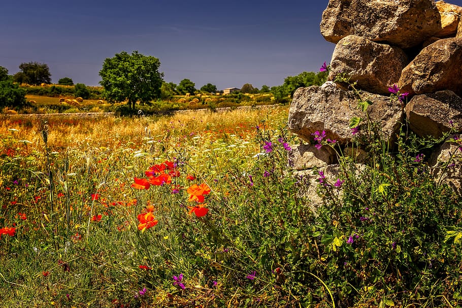landscape, summer, meadow, field, south, nature, wall, stones HD wallpaper