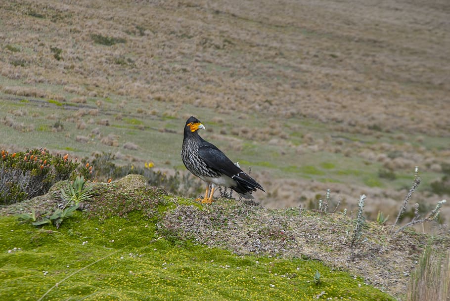 nature, ecuador, ave, birds, animal themes, one animal, animal wildlife HD wallpaper